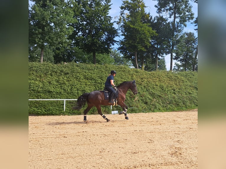 Mezzosangue Polacco Castrone 17 Anni 167 cm Baio nero in Altheim