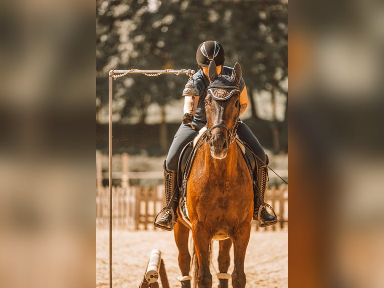 Mezzosangue Polacco Castrone 17 Anni 167 cm Baio nero in Altheim