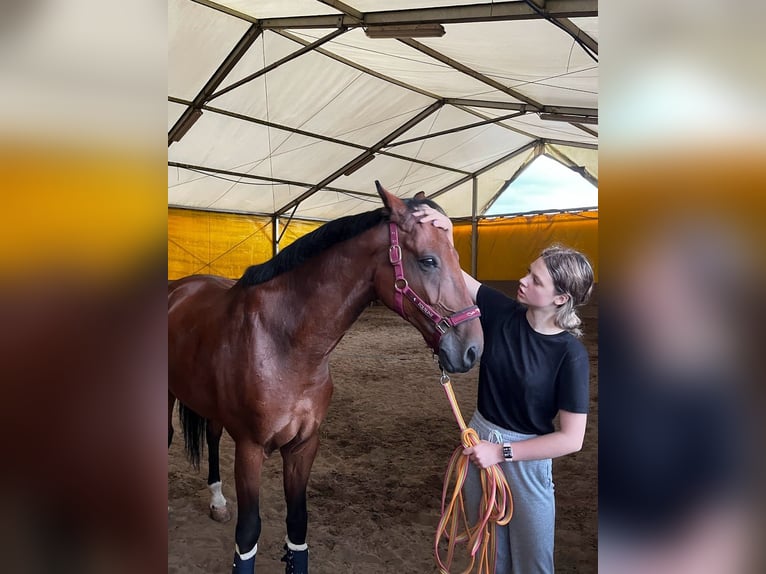 Mezzosangue Polacco Castrone 17 Anni 172 cm Baio ciliegia in Reda