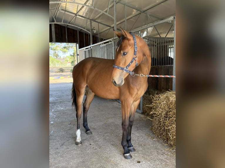 Mezzosangue Polacco Castrone 2 Anni 158 cm Baio in Drzonowo