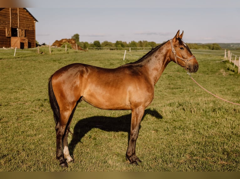 Mezzosangue Polacco Castrone 2 Anni 178 cm Baio in Reszki