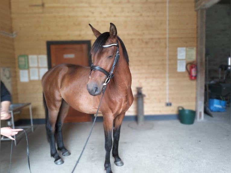 Mezzosangue Polacco Castrone 3 Anni 147 cm Baio ciliegia in Łoźnica