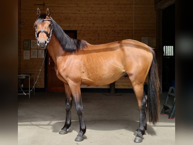 Mezzosangue Polacco Castrone 3 Anni 147 cm Baio ciliegia in Łoźnica