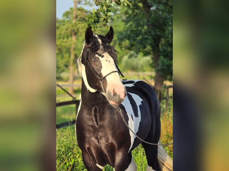 Mezzosangue Polacco Castrone 3 Anni 149 cm Pezzato in Weert