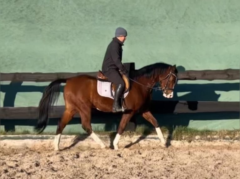 Mezzosangue Polacco Castrone 3 Anni 158 cm Baio in G&#xF6;rlitz
