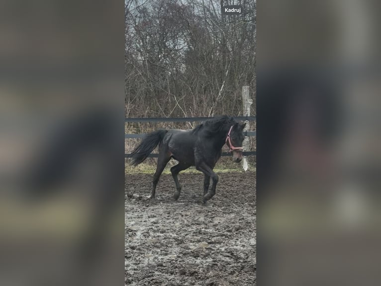 Mezzosangue Polacco Castrone 3 Anni 163 cm Baio ciliegia in Anielin