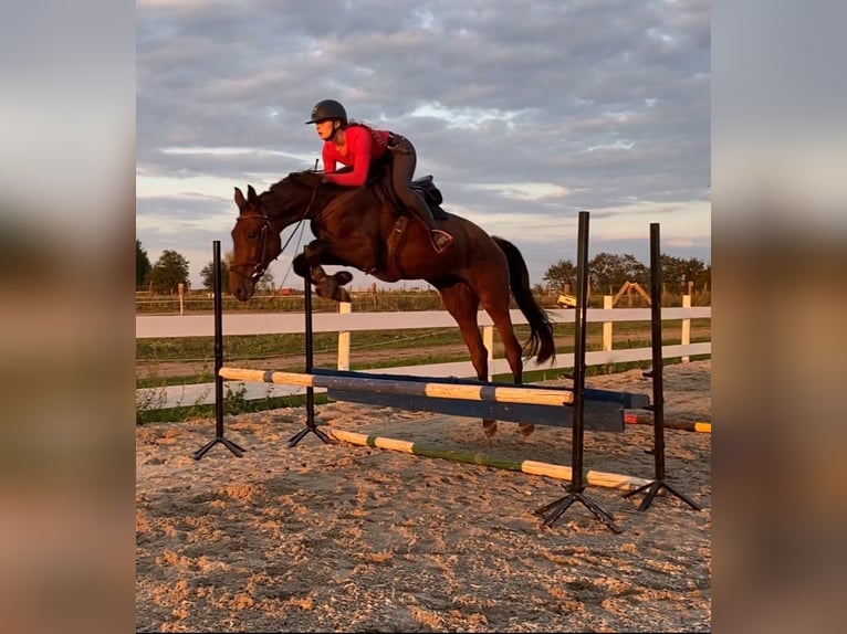 Mezzosangue Polacco Castrone 3 Anni 165 cm Baio ciliegia in Drezdenko