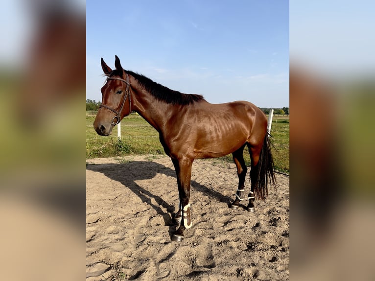 Mezzosangue Polacco Castrone 3 Anni 165 cm Baio ciliegia in Drezdenko