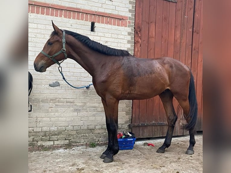 Mezzosangue Polacco Castrone 3 Anni 165 cm Baio ciliegia in Drezdenko