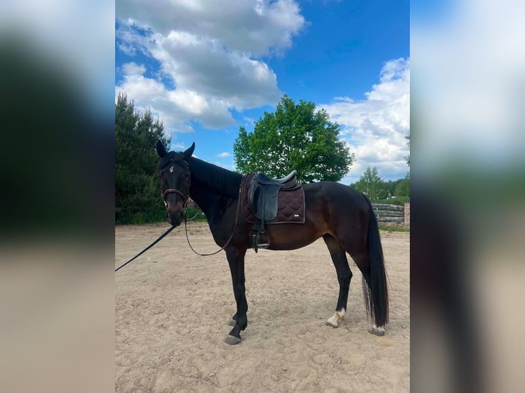Mezzosangue Polacco Castrone 3 Anni 170 cm Baio nero in Wąglikowice