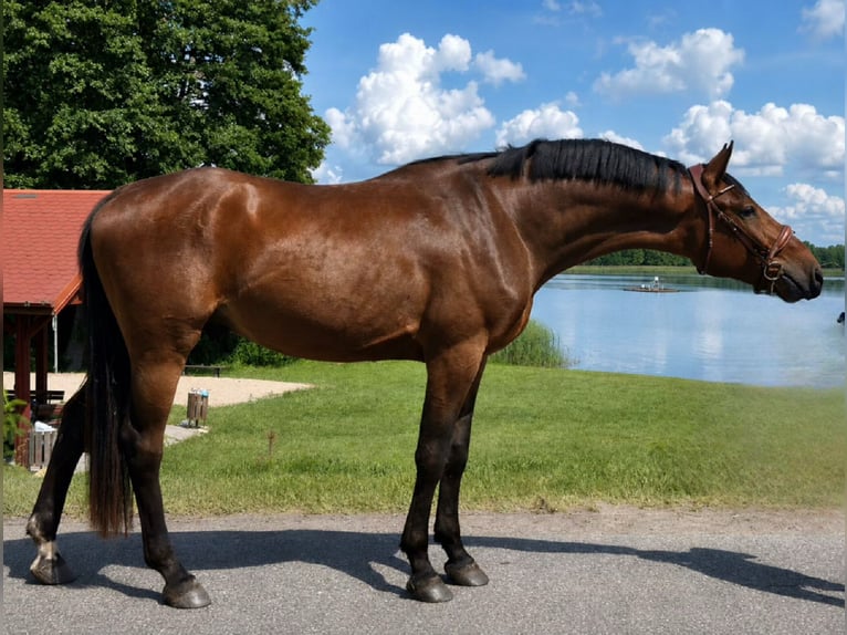 Mezzosangue Polacco Castrone 3 Anni 173 cm Baio in Złotów