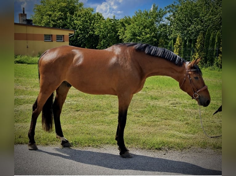 Mezzosangue Polacco Castrone 3 Anni 173 cm Baio in Złotów