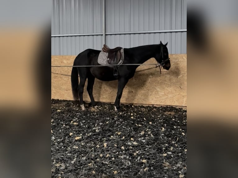 Mezzosangue Polacco Castrone 4 Anni 160 cm Baio scuro in Seelow