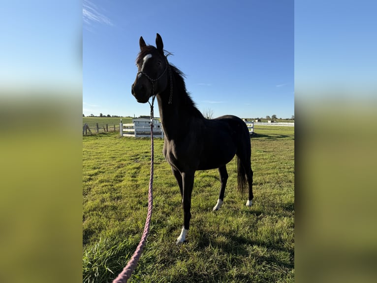 Mezzosangue Polacco Castrone 4 Anni 160 cm Baio scuro in Seelow