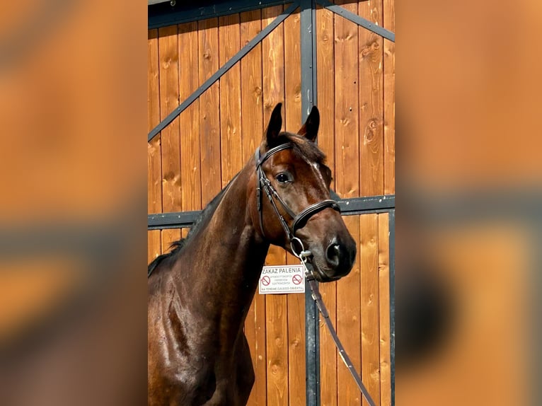 Mezzosangue Polacco Castrone 4 Anni 165 cm Baio scuro in Stękiny