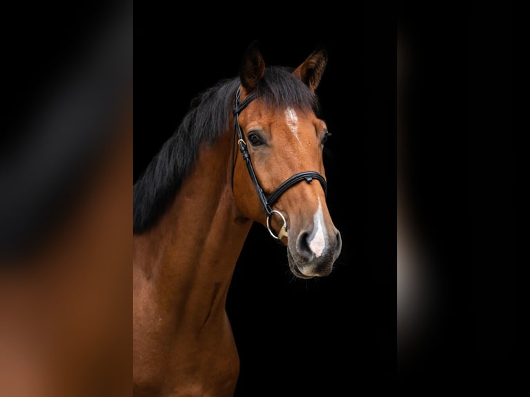 Mezzosangue Polacco Castrone 4 Anni 167 cm Baio in Pobiedziska