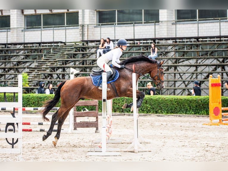 Mezzosangue Polacco Castrone 4 Anni 168 cm Baio in Rudnik