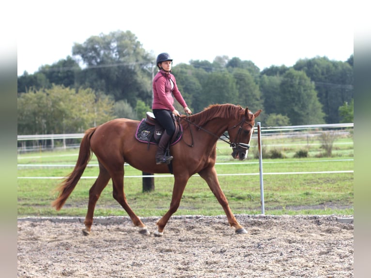 Mezzosangue Polacco Castrone 4 Anni 168 cm Sauro in Imielin