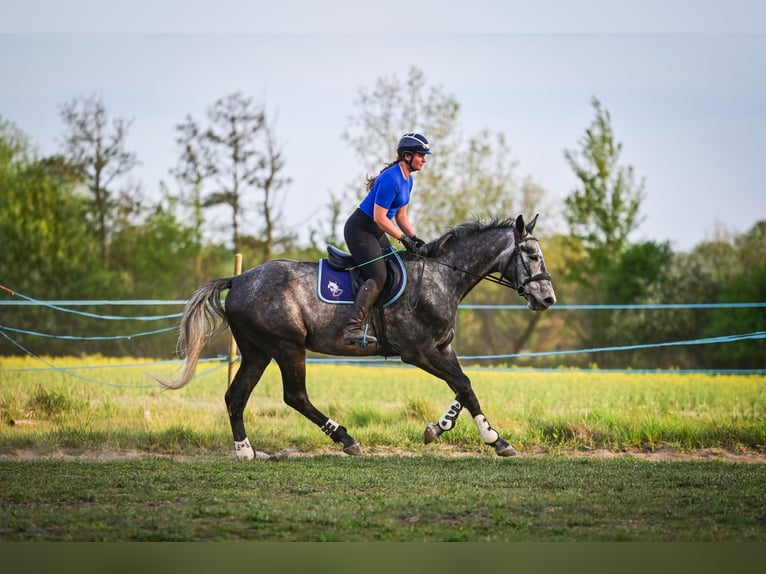 Mezzosangue Polacco Castrone 4 Anni 170 cm Grigio in Zakrzyce