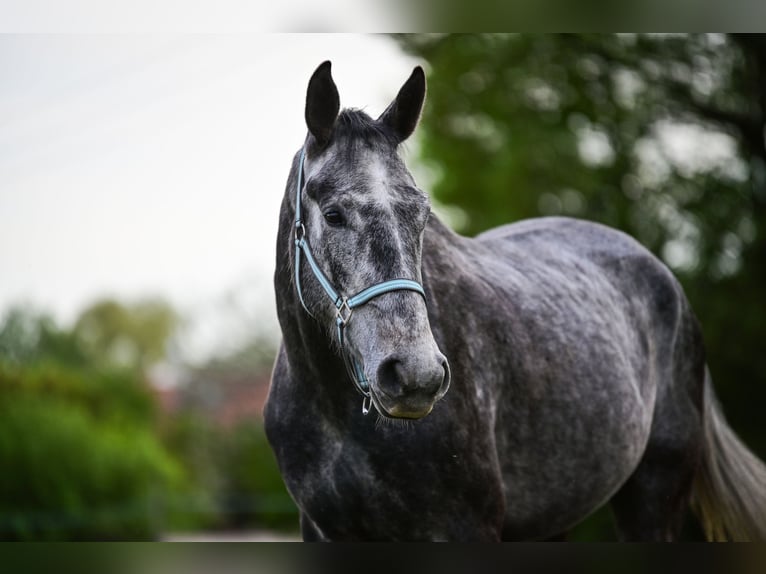 Mezzosangue Polacco Castrone 4 Anni 170 cm Grigio in Zakrzyce