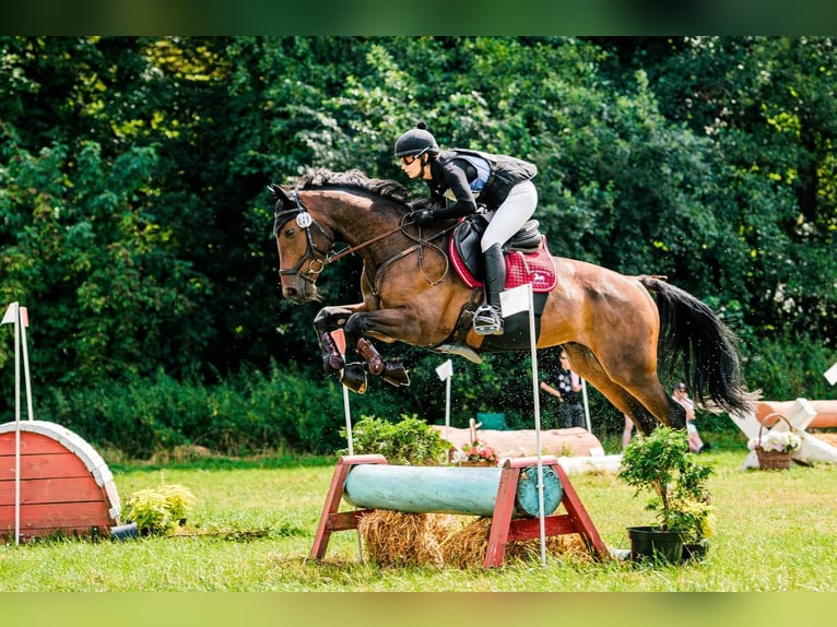 Mezzosangue Polacco Castrone 4 Anni 173 cm Baio scuro in Sulbiny