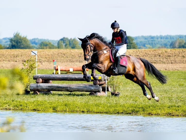 Mezzosangue Polacco Castrone 4 Anni 173 cm Baio scuro in Sulbiny