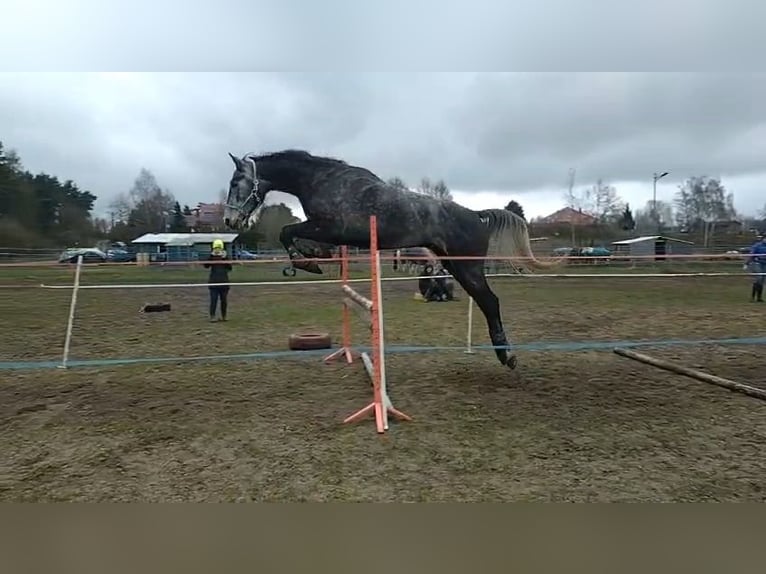 Mezzosangue Polacco Castrone 4 Anni 173 cm Grigio in Zakrzyce