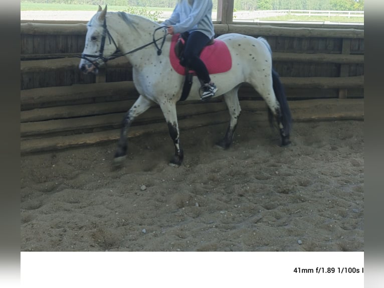 Mezzosangue Polacco Castrone 5 Anni 148 cm Leopard in popów