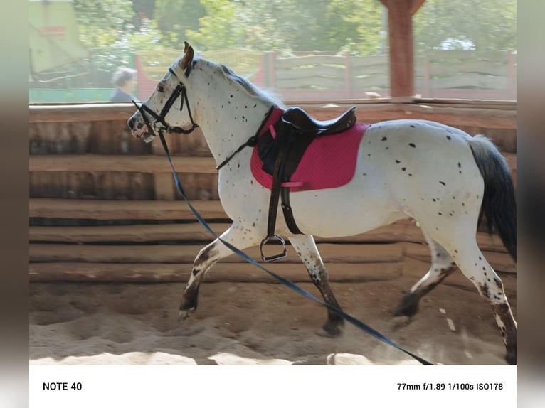 Mezzosangue Polacco Castrone 5 Anni 148 cm Leopard in popów