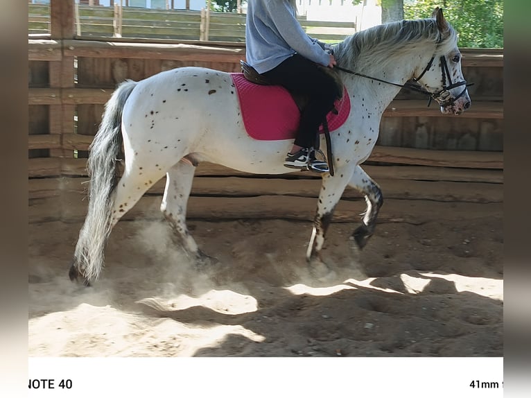 Mezzosangue Polacco Castrone 5 Anni 148 cm Leopard in popów
