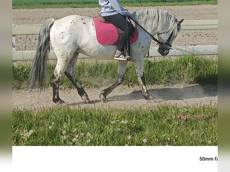 Mezzosangue Polacco Castrone 5 Anni 148 cm Leopard in popów
