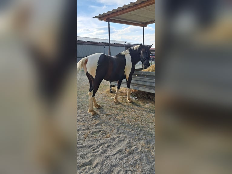 Mezzosangue Polacco Castrone 5 Anni 154 cm Pezzato in Baindt
