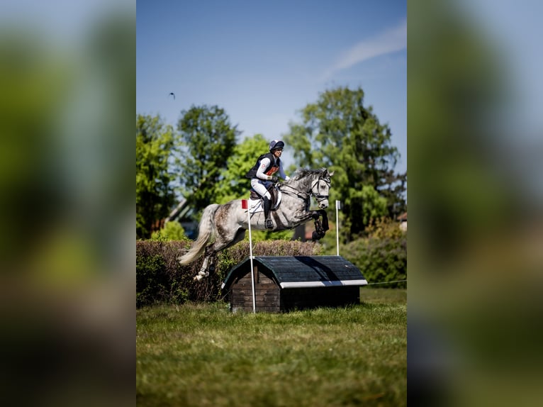 Mezzosangue Polacco Castrone 5 Anni 163 cm Grigio in Koszalin