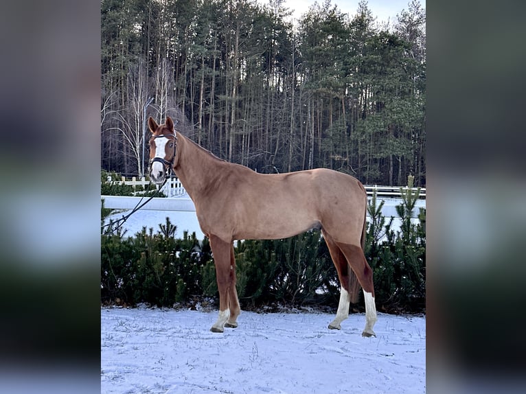 Mezzosangue Polacco Castrone 5 Anni 166 cm Sauro in Grzegorzewice