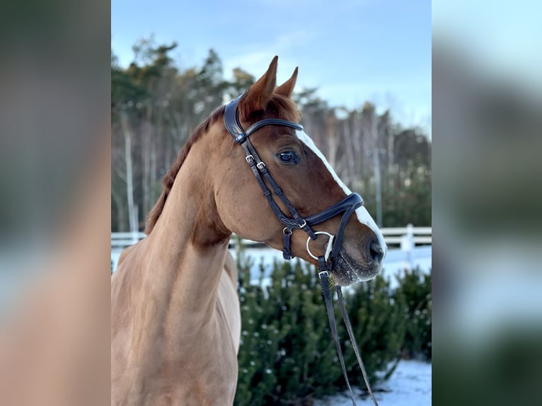 Mezzosangue Polacco Castrone 5 Anni 166 cm Sauro in Grzegorzewice