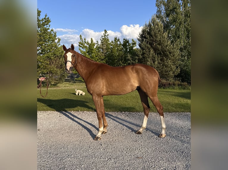 Mezzosangue Polacco Castrone 5 Anni 166 cm Sauro in Grzegorzewice