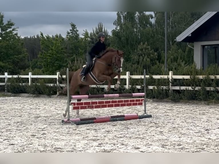 Mezzosangue Polacco Castrone 5 Anni 166 cm Sauro in Grzegorzewice