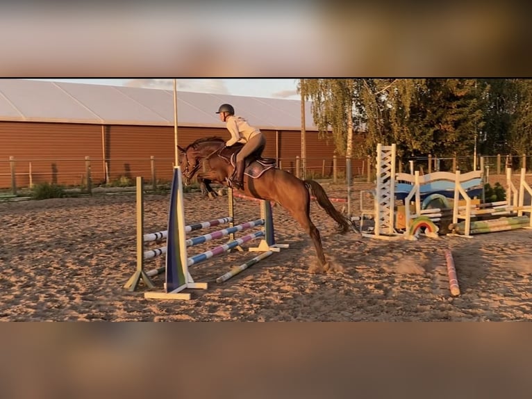 Mezzosangue Polacco Castrone 6 Anni 161 cm Baio ciliegia in Budzyń