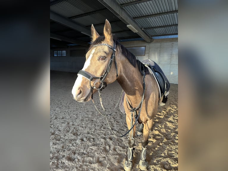 Mezzosangue Polacco Castrone 6 Anni 163 cm Pelle di daino in Heiningen