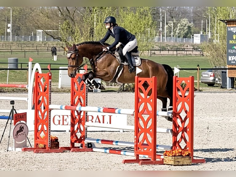 Mezzosangue Polacco Castrone 6 Anni 170 cm Baio in Dolsk