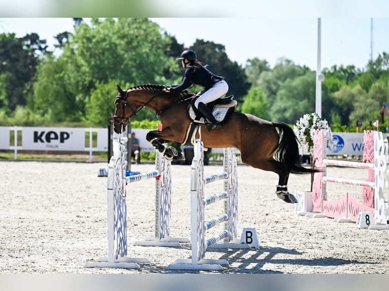 Mezzosangue Polacco Castrone 6 Anni 170 cm Baio in Dolsk