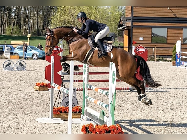 Mezzosangue Polacco Castrone 6 Anni 170 cm Baio in Dolsk