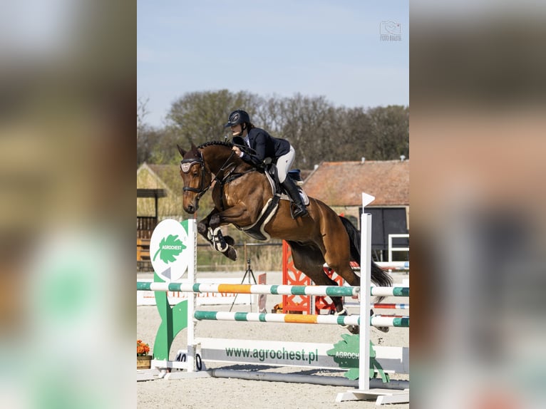Mezzosangue Polacco Castrone 6 Anni 170 cm Baio in Dolsk