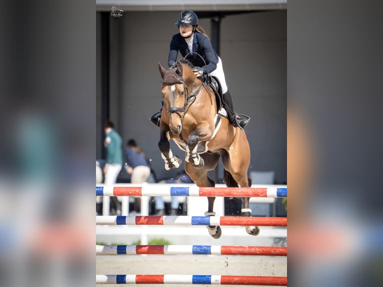 Mezzosangue Polacco Castrone 6 Anni 170 cm Baio in Dolsk