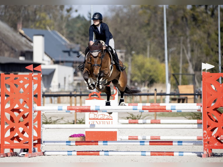 Mezzosangue Polacco Castrone 6 Anni 170 cm Baio in Dolsk