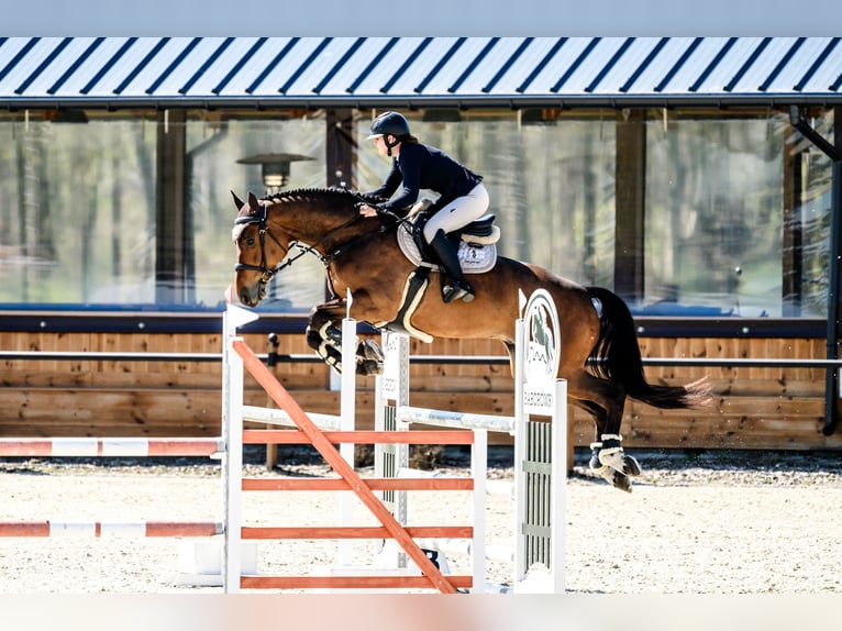 Mezzosangue Polacco Castrone 6 Anni 170 cm Baio in Dolsk