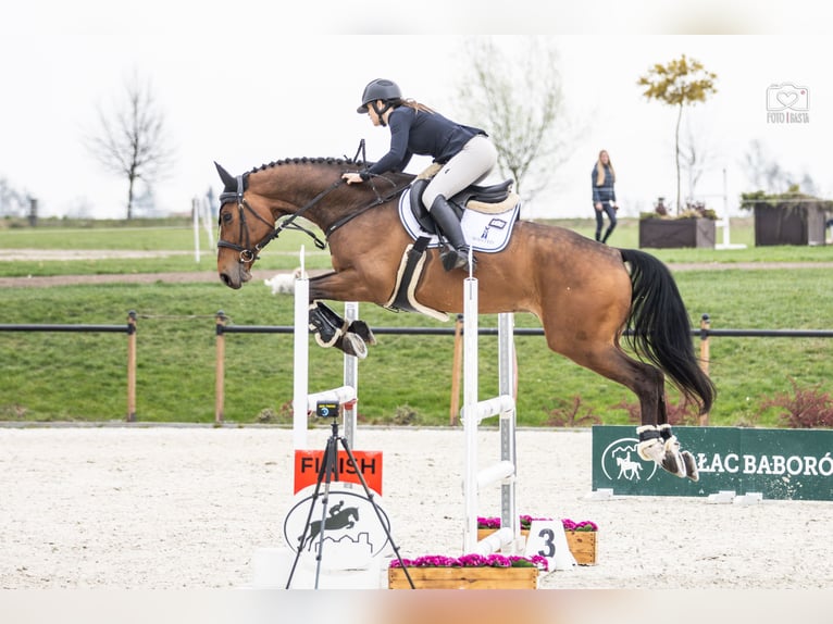 Mezzosangue Polacco Castrone 6 Anni 170 cm Baio in Dolsk