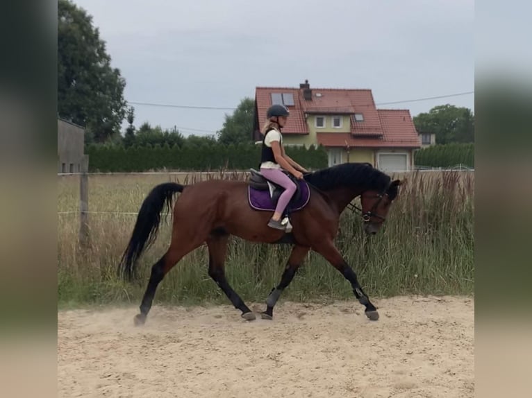 Mezzosangue Polacco Castrone 6 Anni 173 cm Baio ciliegia in Pszczyna