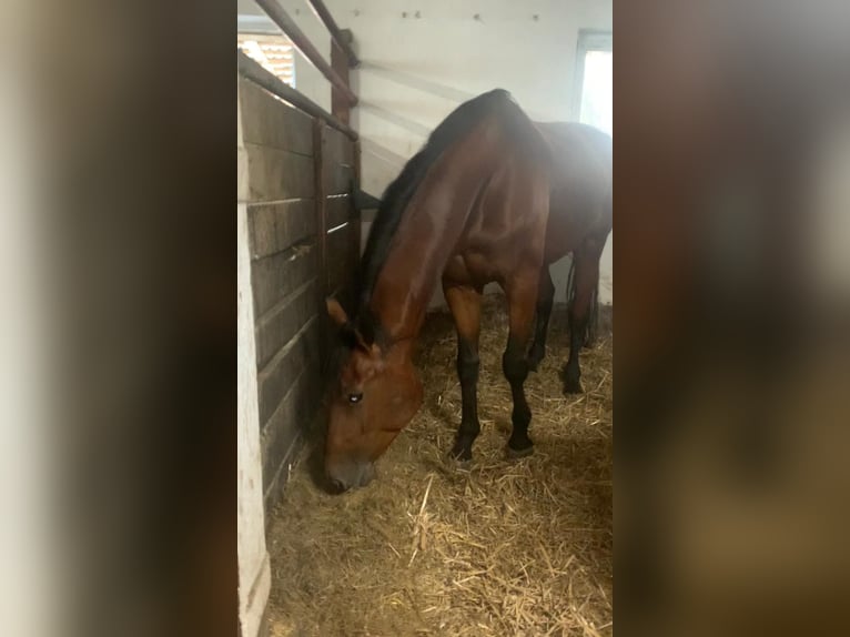 Mezzosangue Polacco Castrone 6 Anni 173 cm Baio ciliegia in Pszczyna