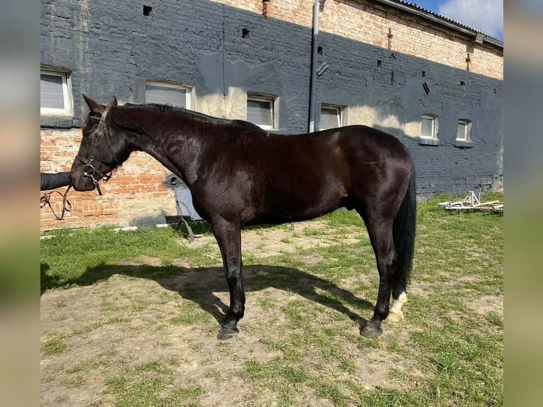Mezzosangue Polacco Castrone 7 Anni 160 cm Morello in Leszno